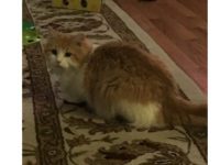 Missing cat: Seamus