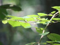 Famed rhododendrons close, but not blooming