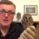 Head-turning owls visit library, virtually