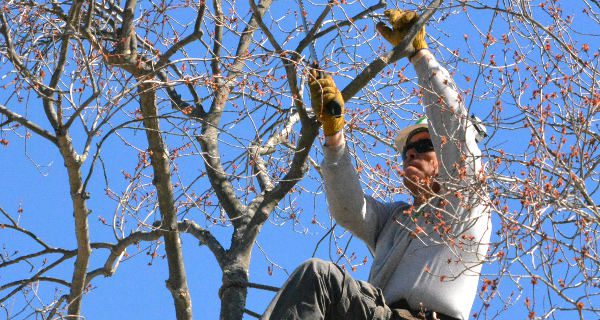 Medfield resident donates time to trim trees at Hinkley Pond