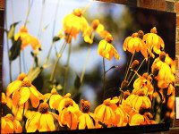 Medfield Photographer Set to Debut Solo Art Show