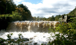 Walpole Town Forest celebration