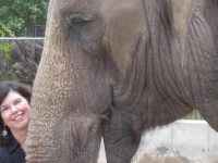 Westwood Library hosting “Elephant Company” author Vicki Croke