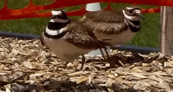 Westwood preschoolers enjoying surprise nature lesson