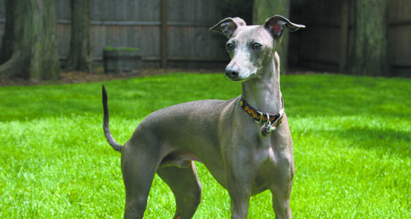 Greyhound Friends holds 5K fundraiser