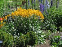 New England Plant Swap to be held in Walpole