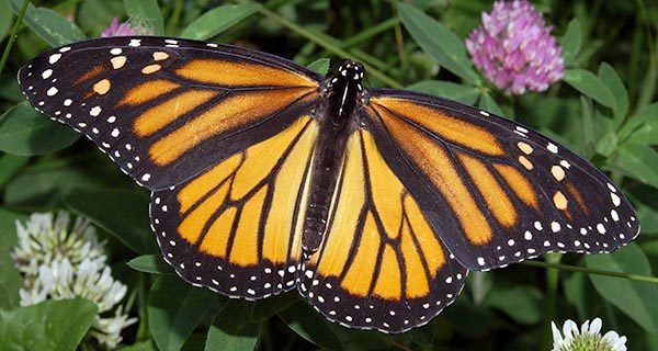 Help For Butterflies