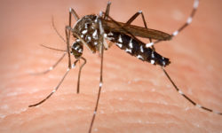 Mosquitos test positive for West Nile virus