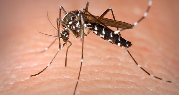Mosquitos test positive for West Nile virus