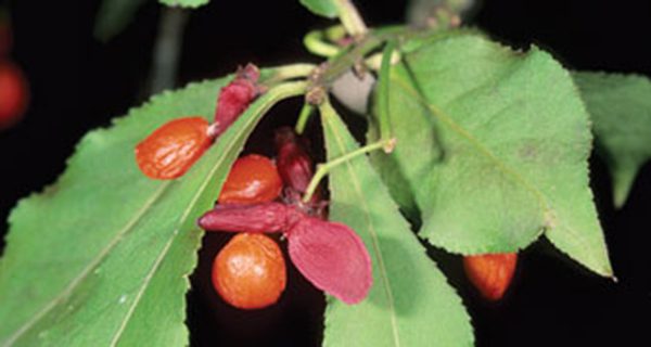 Wellesley’s Vernal pool cleanup weeds out invasive species