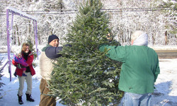 Lion’s Christmas Tree sale to begin