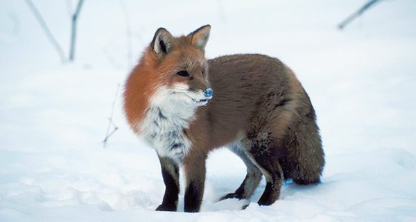 Dover Town Report Committee seeks photos