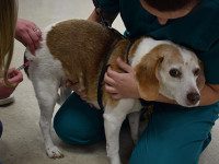 Rabid engagement at Westwood clinic