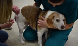 Rabid engagement at Westwood clinic