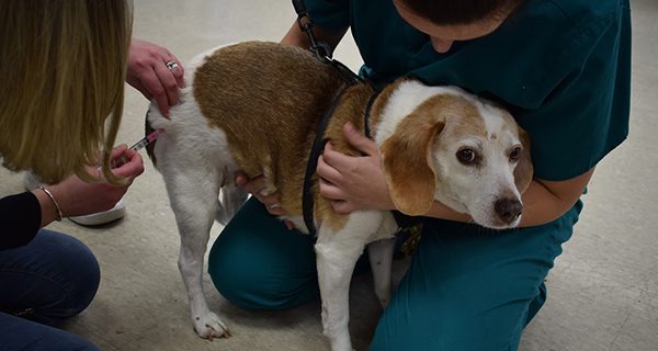 Rabid engagement at Westwood clinic