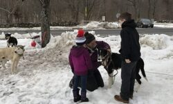 Sled dogs mush to Sherborn