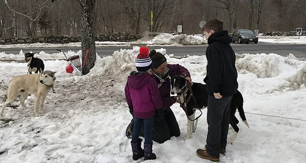 Sled dogs mush to Sherborn