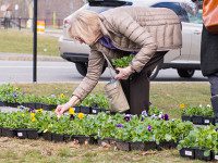 Historical Society hosts annual Pansy Day