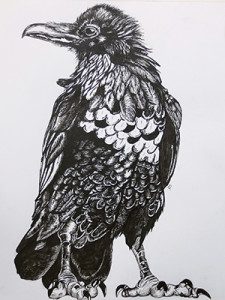 "The Raven" - pen and ink, Amy Schuster
