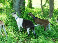 Conservation Commission organizes Goat Patrol