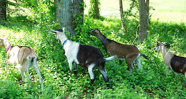 Conservation Commission organizes Goat Patrol