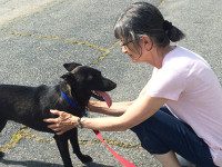 Ruff pasts, bright futures at dog rescue