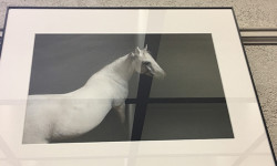 Exhibit combines love of art, horses