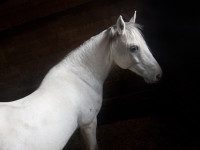 Library showing Judy Brown equine portraits