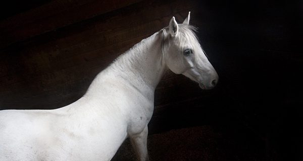 Library showing Judy Brown equine portraits