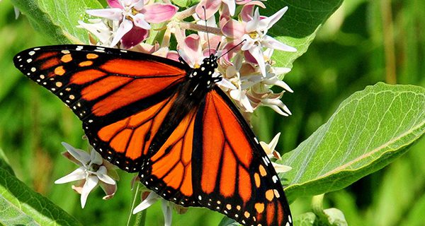 Milkweeds for butterflies