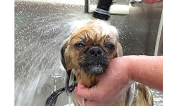 Animal Shelter adoptables treated to makeovers