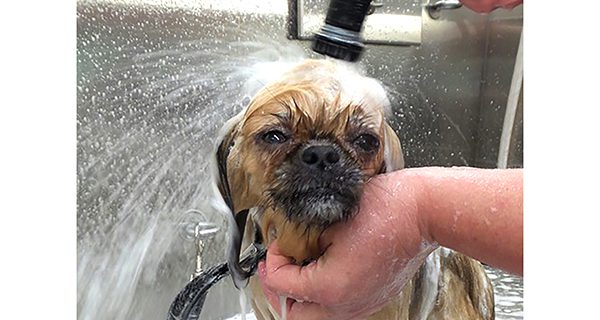 Animal Shelter adoptables treated to makeovers