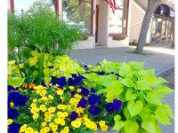 Medfield Garden Club beautifies town