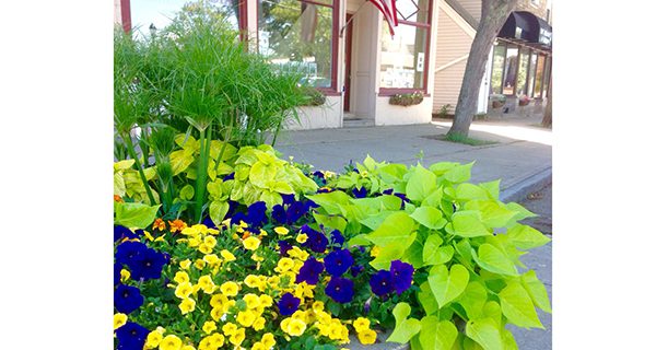 Medfield Garden Club beautifies town