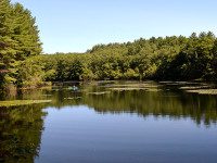 A Medfield fish story