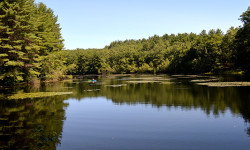 A Medfield fish story