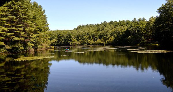 A Medfield fish story