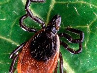 Deer ticks: what to know