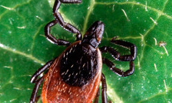 Deer ticks: what to know