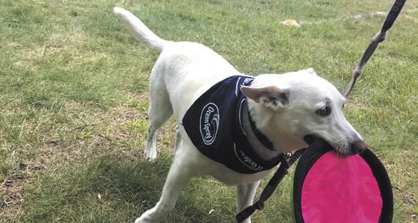Walpole’s own Bird Park goes to the dogs