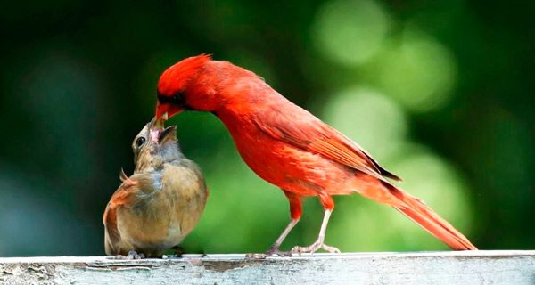 Garden Study Group to present ‘Birdscaping’