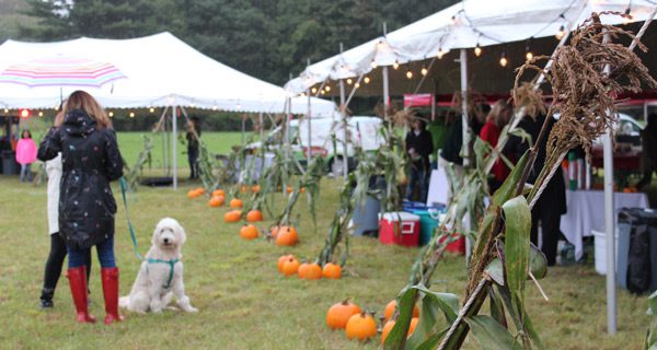 Springdale festival brightens up rainy Saturday