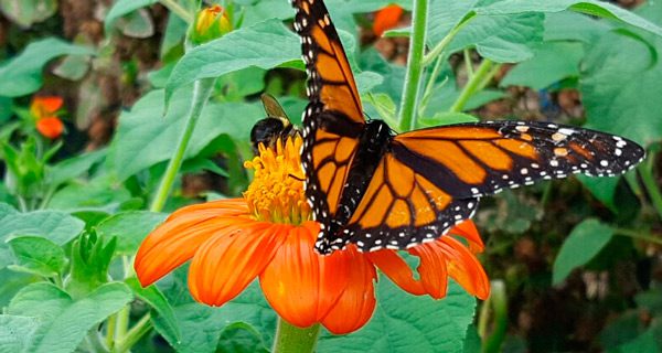 Mass Hort hosting ecological gardening symposium