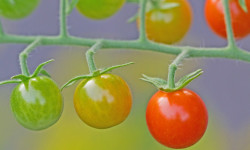 Brooks Mathewson to address garden clubs