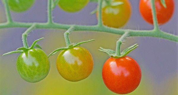 Brooks Mathewson to address garden clubs