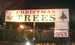 Christmas Tree Sale in full swing