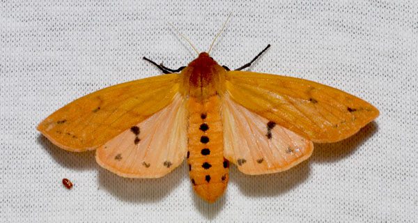 Woolly bear caterpillars: harbingers of winter