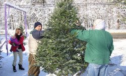 Medfield Lions holding Christmas Tree Sale