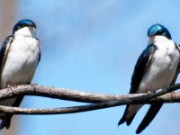 Broadmoor’s Marzolf lectures on winter wildlife