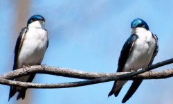 Broadmoor’s Marzolf lectures on winter wildlife